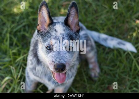 Blue Heeler Happy With Its Tongue Out Stock Photo - Alamy