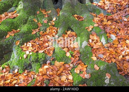 The moss covered tree roots has fallen Autumn leaves covering them. Stock Photo