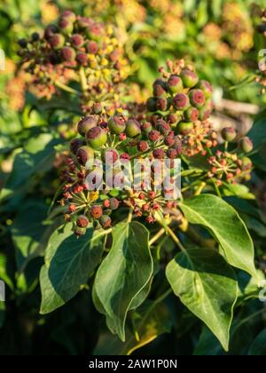 Ivy leaves and fruits. Stock Photo