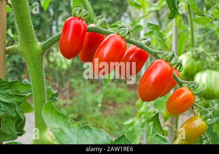 Close-up of truss of baby plum Santonio tomatoes ripening on the vine in summer sunshine in English domestic greenhouse, England UK Stock Photo
