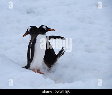 Descending-ascending traffic in the penguin highway, Ronge Island (also Curville), west coast of Graham Land in Antarctica. Stock Photo