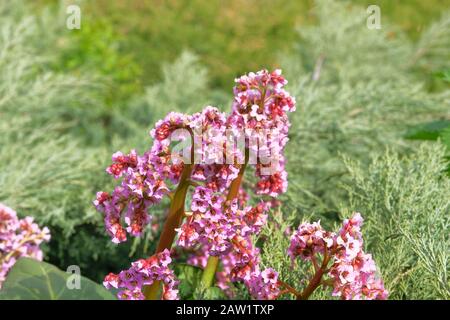 Purple spring flowers Bergenia in cottage garden. Picturesque flowers is growing in spring park. Lilac plants for landscape design. Stock Photo