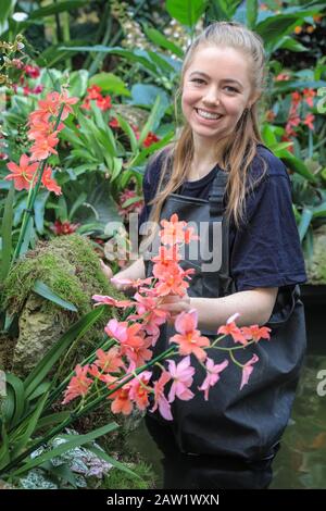 Kew Gardens, London, 06th Feb 2020. Kew apprentice Jenny Crabb tends to the orchids. The annual Kew Orchid Festival at Royal Botanical Gardens in Kew is this year themed around the wonders of Indonesia. The dazzling display showcases Indonesia's plant diversity and wildlife at the Princess of Wales Conservatory. It will be open to the public 8th February - 8th March, 2020. Credit: Imageplotter/Alamy Live News Stock Photo