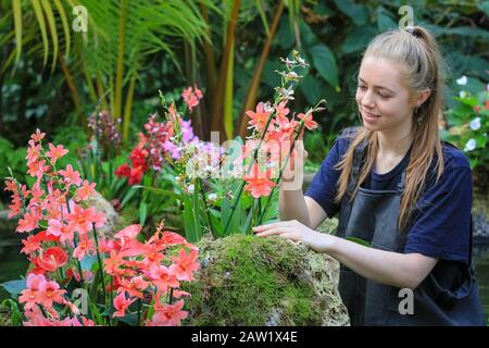 Kew Gardens, London, 06th Feb 2020. Kew apprentice Jenny Crabb tends to the orchids. The annual Kew Orchid Festival at Royal Botanical Gardens in Kew is this year themed around the wonders of Indonesia. The dazzling display showcases Indonesia's plant diversity and wildlife at the Princess of Wales Conservatory. It will be open to the public 8th February - 8th March, 2020. Credit: Imageplotter/Alamy Live News Stock Photo