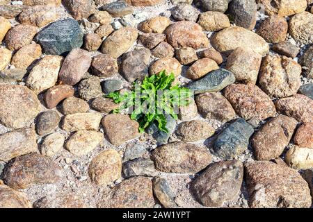 Green plant is growing on the old cobblestone pavement Stock Photo