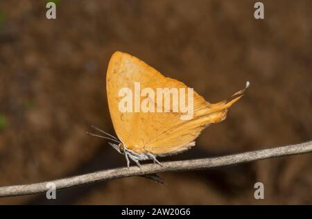 Yamfly Butterfly, Loxura atymnus, Thane, Maharashtra, India Stock Photo