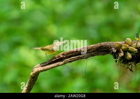Blyth's Reed Warbler, Acrocephalus dumetorum, Ganeshgudi, Karnataka, India Stock Photo