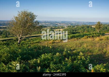 Black Down in the Mendip Hills National Landscape, Somerset, England. Stock Photo