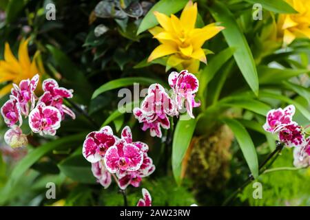 Kew Gardens, London, UK 6 Feb 2020 - Orchids during press preview of the 25th Kew Orchid Festival at Kew Royal Botanical Gardens. This yearÕs theme is around the wonders of Indonesia and the festival runs from 8 February to 8 March 2020. Credit: Dinendra Haria/Alamy Live News Stock Photo