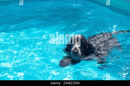 cocker spaniel dog English swimming in the pool Stock Photo