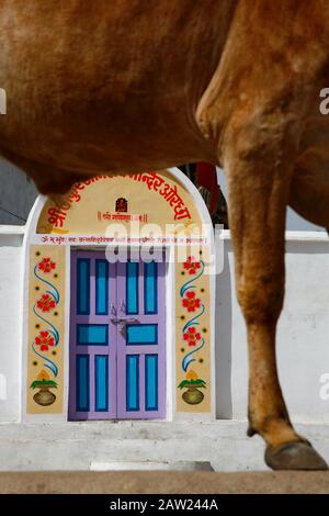 cow standing outside decorated doorway in India Stock Photo