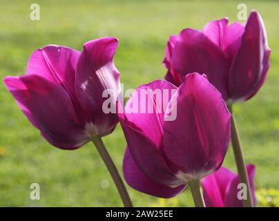 Purple flowers of blooming tulips in a flower bed at spring season on a sunny day in backlight close up, authentic and romantic, atmospheric scenery Stock Photo