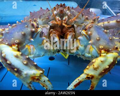 king crab, red king crab, Alaskan king crab, Alaskan king stone crab (Japanese crab, Kamchatka crab, Russian crab) (Paralithodes camtschaticus), King Crab in aquarium Stock Photo