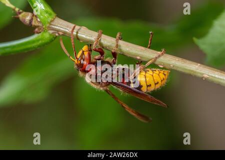 hornet, brown hornet, European hornet (Vespa crabro), on an elder branch, Germany, Bavaria, Isental Stock Photo