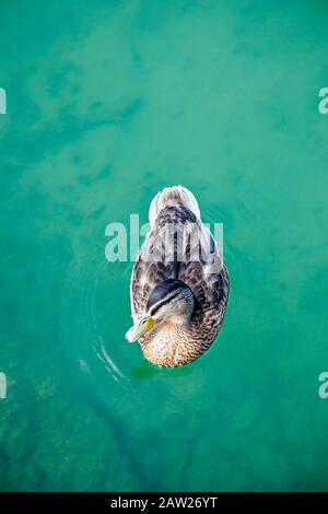 Mallard duck, (Anas platyrhynchos) Stock Photo