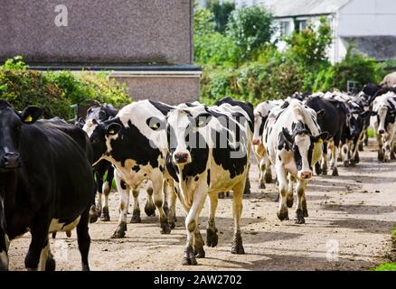 Herd of dairy cows walking down a rural lane towards a farm, England, UK Stock Photo