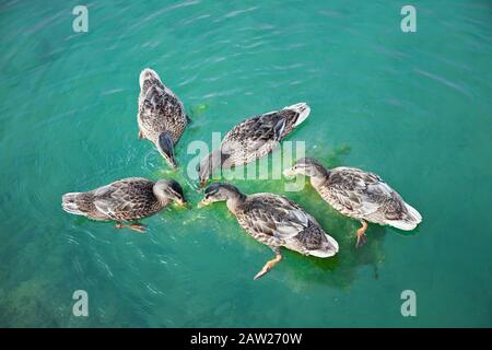 Five female Mallard ducks, (Anas platyrhynchos), feeding Stock Photo