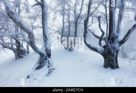 Winter trees in mountains covered with fresh snow Stock Photo
