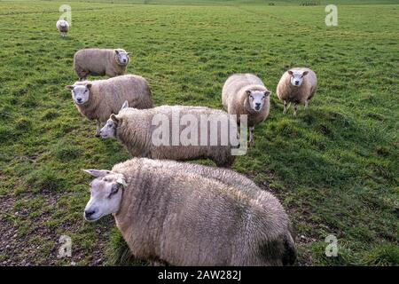 herd of sheep are standing on a green pasture Stock Photo