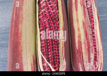 Three purple corn, purple maize, flint maize, on a table. Stock Photo