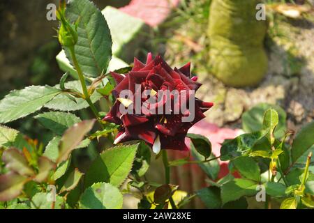 Close up of blackish spotted Rose, rosa with green leaves growing in a garden, selective focusing Stock Photo