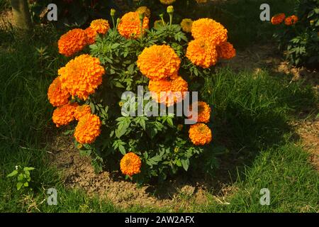 Close up of Indian inca genda marigold flowers growing in a garden with green leaves, selective focusing Stock Photo