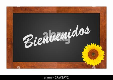 "Bienvenidos" (Welcome) written in chalk on a blank blackboard with sunflower on wooden frame, isolated on white background Stock Photo