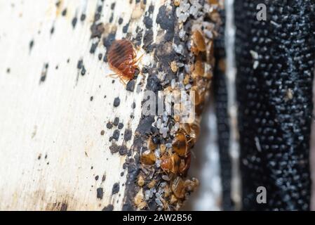 Bed Bugs, Bed Bug Eggs and Larva Found On A Timber Bed Slate Stock Photo - Alamy