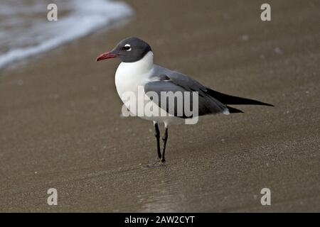 Laughing Gull (Larus atricilla) Stock Photo