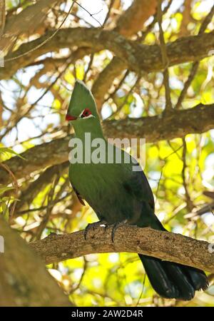 Knysna Turaco (Tauraco corythaix corythaix) adult perched on branch  Wilderness, South Africa               November Stock Photo