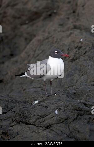 Laughing Gull (Larus atricilla) Stock Photo