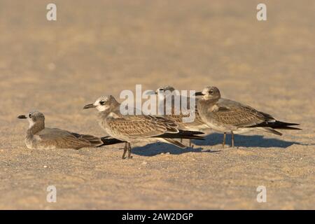 Laughing Gull (Larus atricilla) Stock Photo