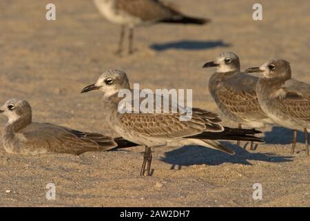 Laughing Gull (Larus atricilla) Stock Photo