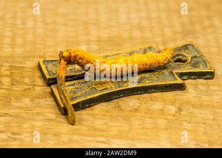 caterpillar fungus, medicine of the traditional Tibetian medicine Stock Photo