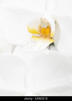 White orchids at Tropical Dream Center botanical garden in Ocean Expo Park, Motobu, Okinawa Stock Photo