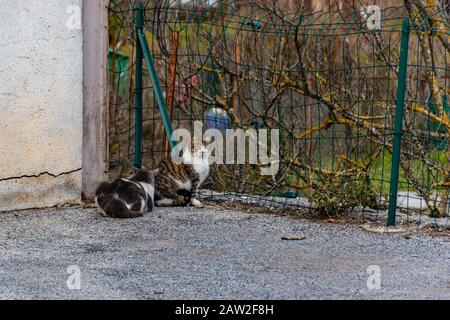 Two stray cats sitting near a fence Stock Photo