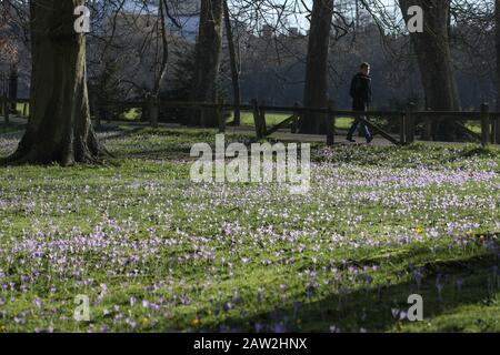 Cambridge, UK. 06th Feb, 2020. Cambridge England Thursday February 6 2020. Crocus bulbs bloom along the college backs in Cambridge. Credit: Chris Radburn Stock Photo