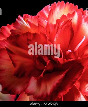 Closeup of a beautiful red carnation flower on a black background Stock Photo