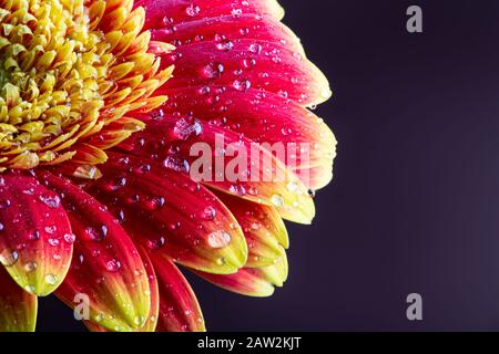 Closeup of a beautiful red and yellow gerbera daisy flower with waterdrops on a dark background Stock Photo