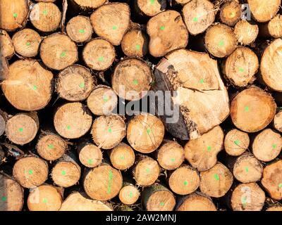 Tree trunk texture background image Stock Photo