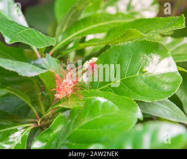 Blooming Indian Oak or mango pine flower blossom on tree branch in Hanoi, Vietnam Stock Photo