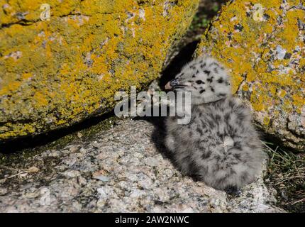 Newly hatch Herring Gull chick on rock in Newfoundland Canada Stock Photo