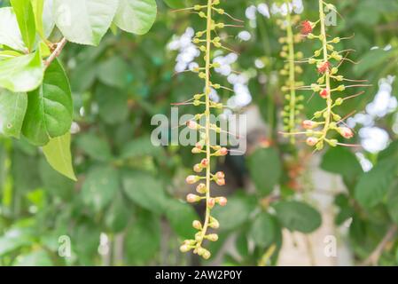 Indian Oak long pendulous raceme buds bright red stamens blooming on tree branch bokeh background Stock Photo