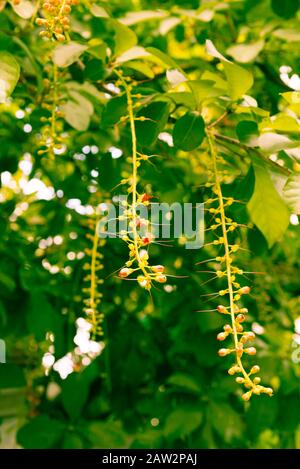 Filtered photo Indian Oak long pendulous raceme buds with bright red stamens blooming on tree branch Stock Photo
