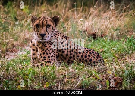 Cheetah laying down and rest in the savannah Stock Photo