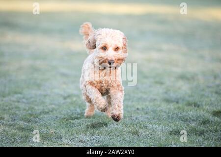 Cockapoo running in field Stock Photo