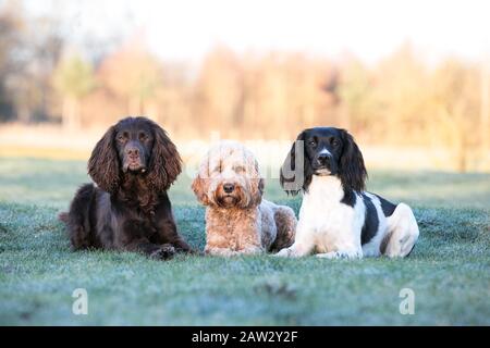 dogs lying in a line Stock Photo