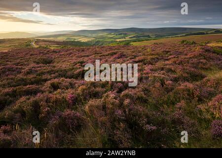 Heather on Porlock Common in the Exmoor National Park with Dunkery beacon beyond. Somerset, England.
