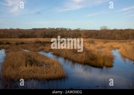 Reedbed at Low Barns Nature Reserve in winter sunshine Stock Photo