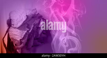 A whithered faded rose and smoke in neon purple light Stock Photo